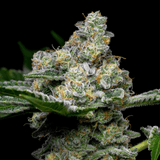 Beach Bum Autoflower Seeds