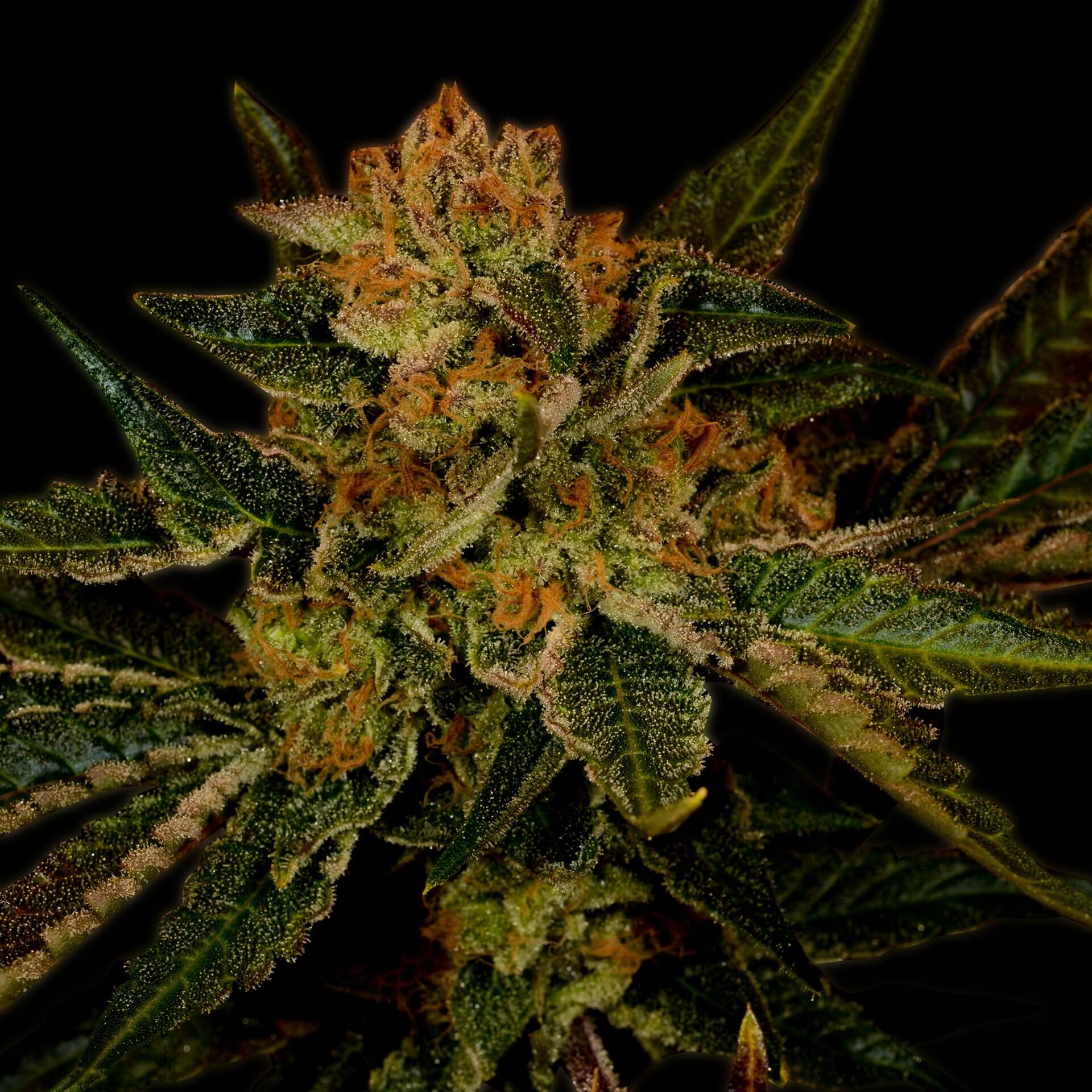 Black Jack Feminized Cannabis Plant