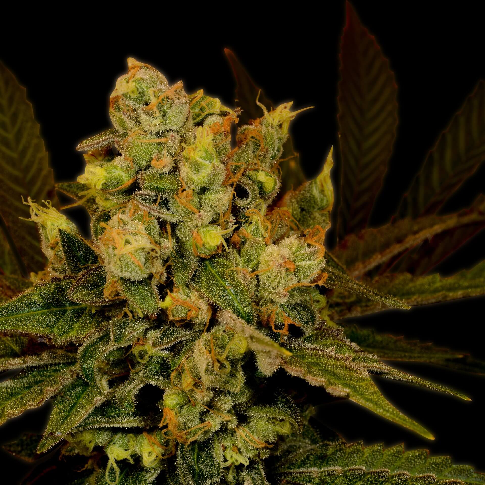 Black Widow Feminized Cannabis Plant