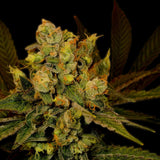Black Widow Feminized Cannabis Plant