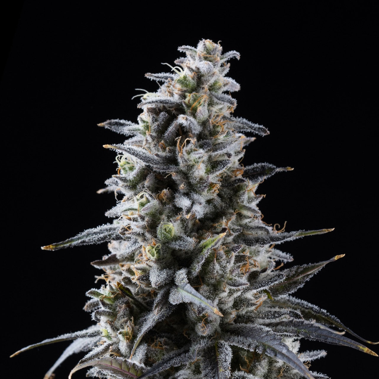 Blackberry Kush Seeds