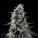 Blackberry Kush Seeds