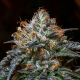Blue Dream Seeds