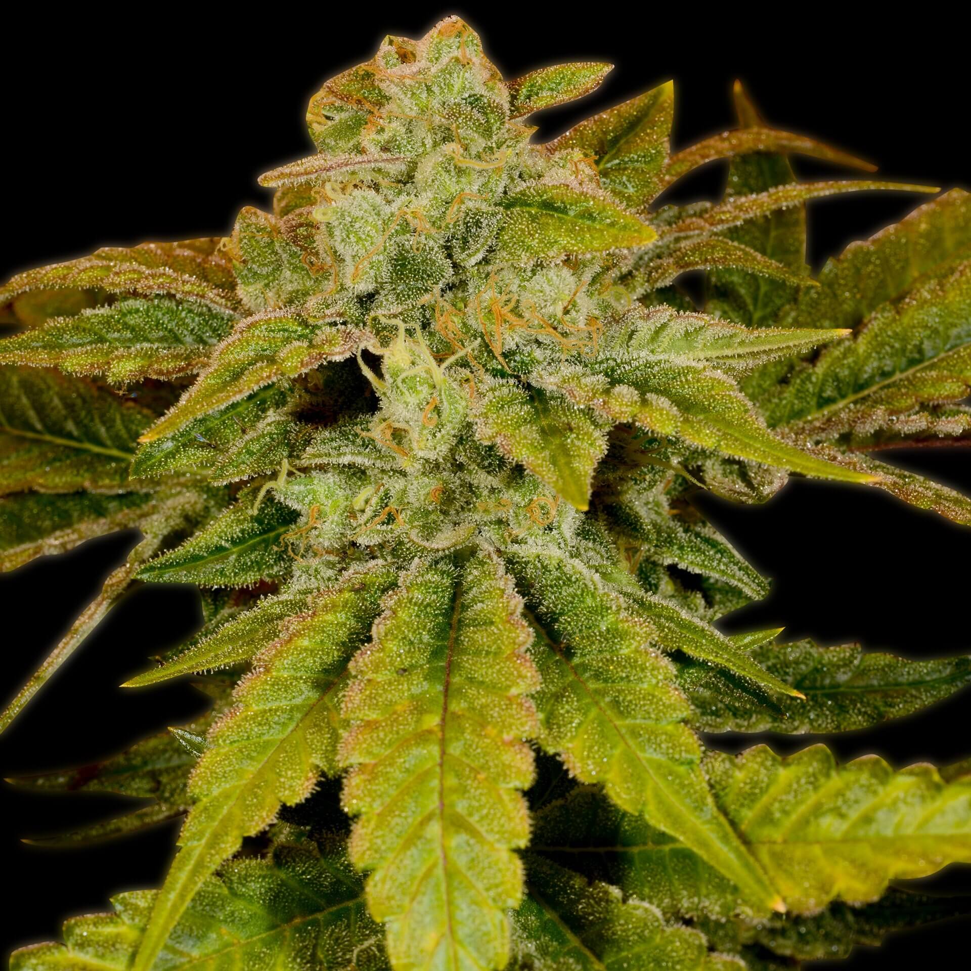 Blueberry Headband Feminized Cannabis Plant