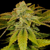 Blueberry Headband Feminized Cannabis Plant