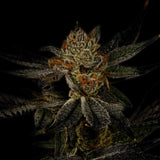 Bubba Kush Cannabis Autoflower Plant