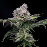 Cadillac Rainbow Strain