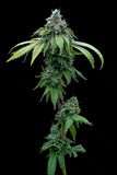 Cafe Racer Seeds