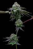 Candy rain plant