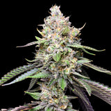 Cookies And Cream Seeds