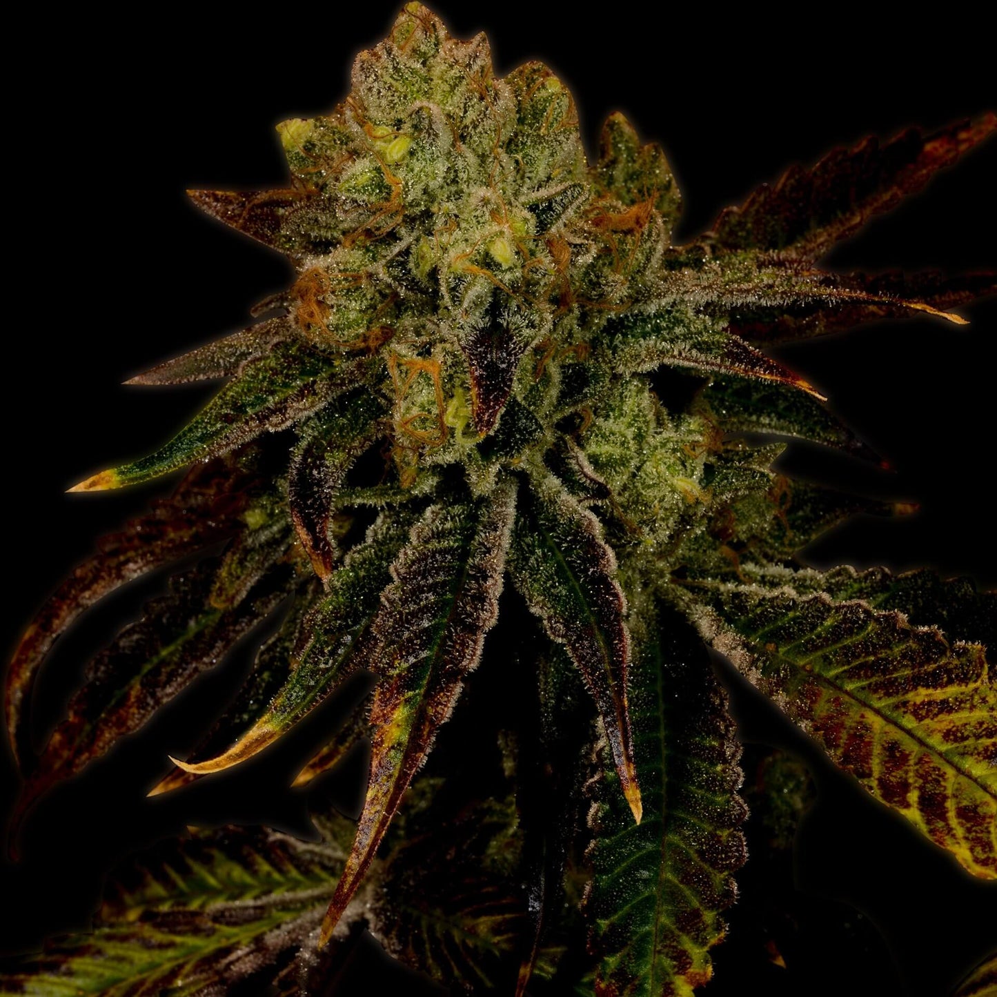 🎁 Diamond OG Seeds (100% off)
