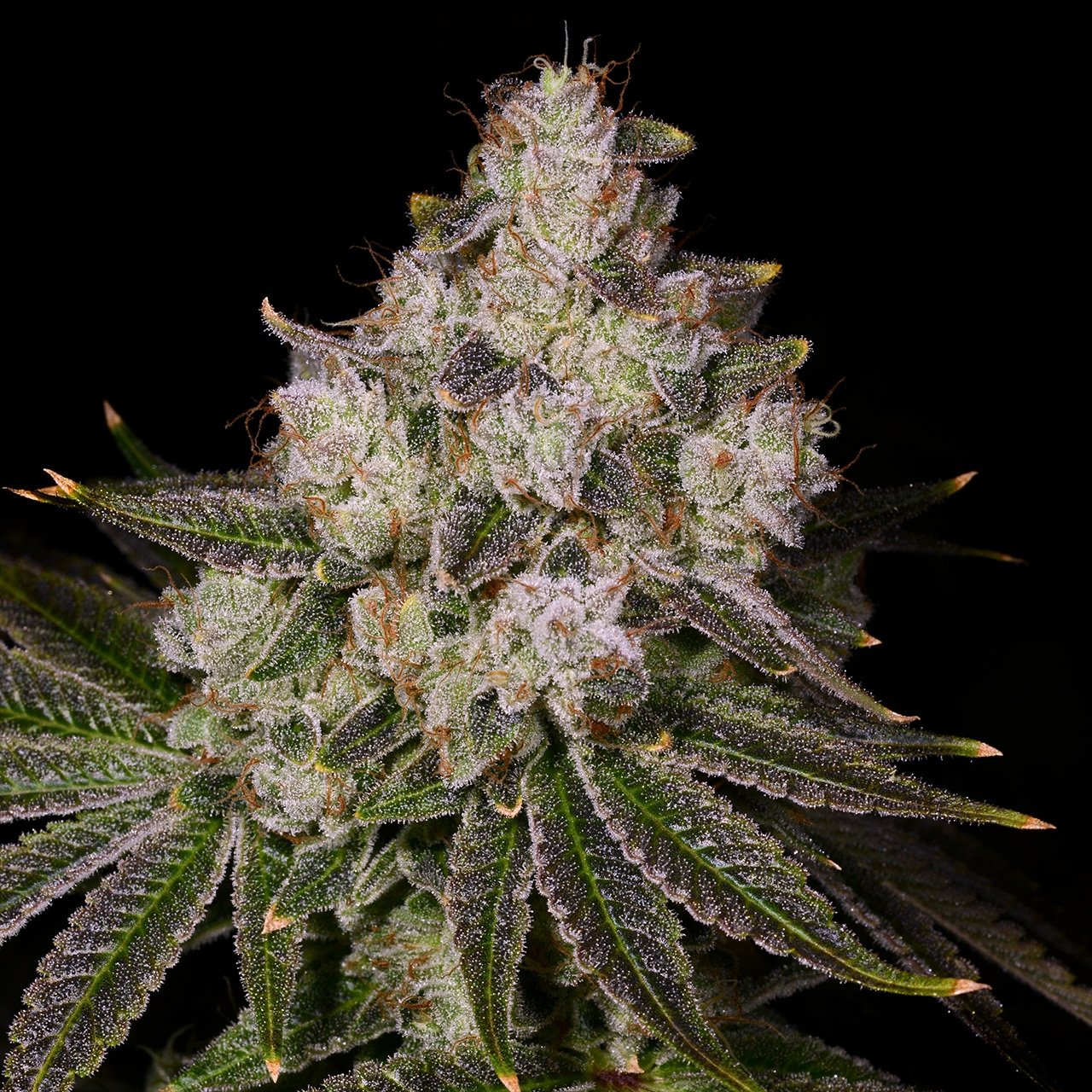 Donkey Butter Seeds