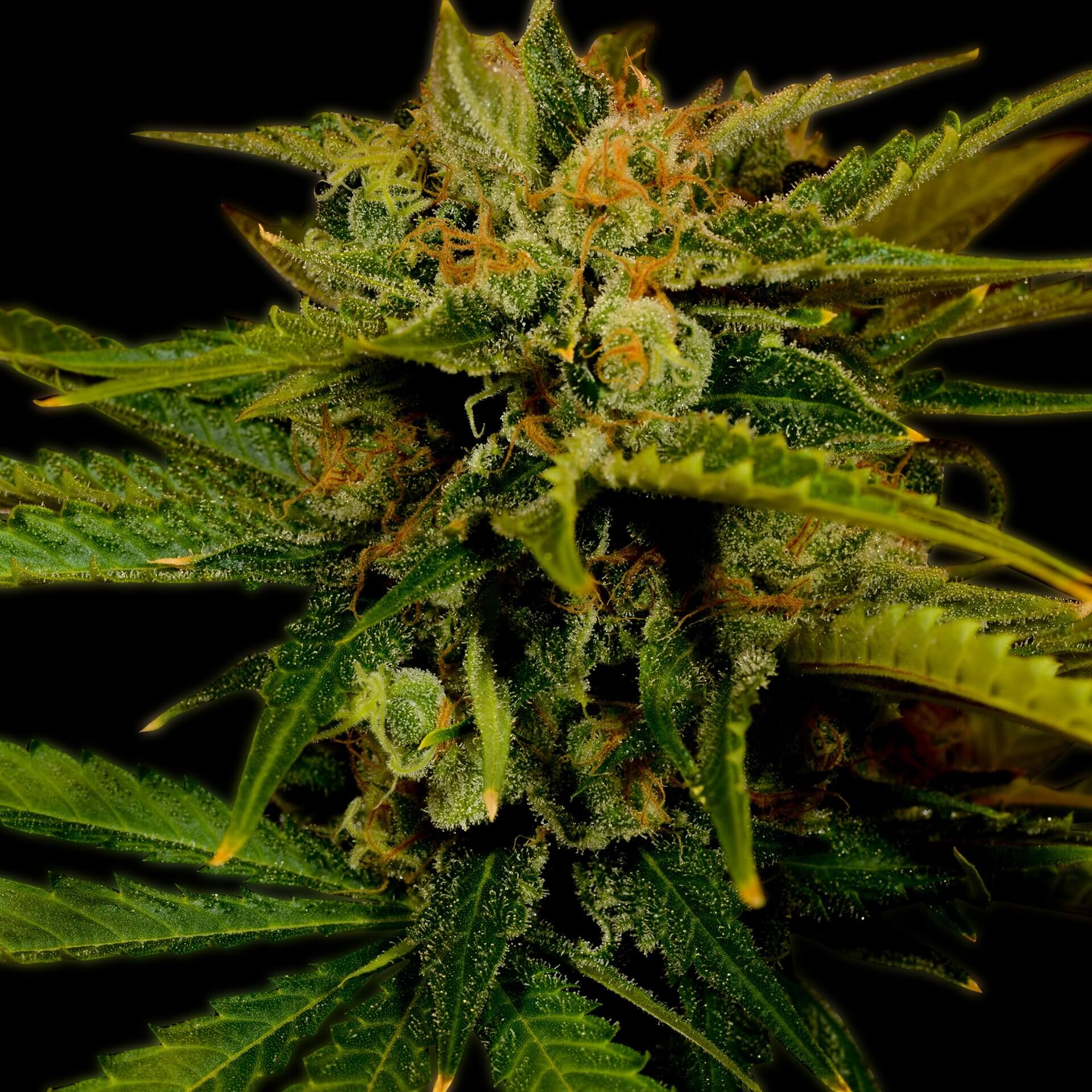 Fire OG Feminized Cannabis Plant