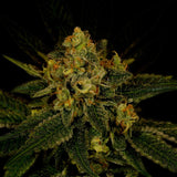 Fruit Punch Autoflower Cannabis Plant