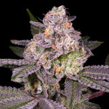 π Garanimals Seeds (100% off)