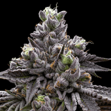π Gastro Pop Seeds (100% off)