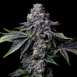 Gator Breath strain cannabis plant. Fan leaves, sugar leaves, pistils and trichomes are seen. Purchase feminized Gator Breath seeds from Premium Cultivars.