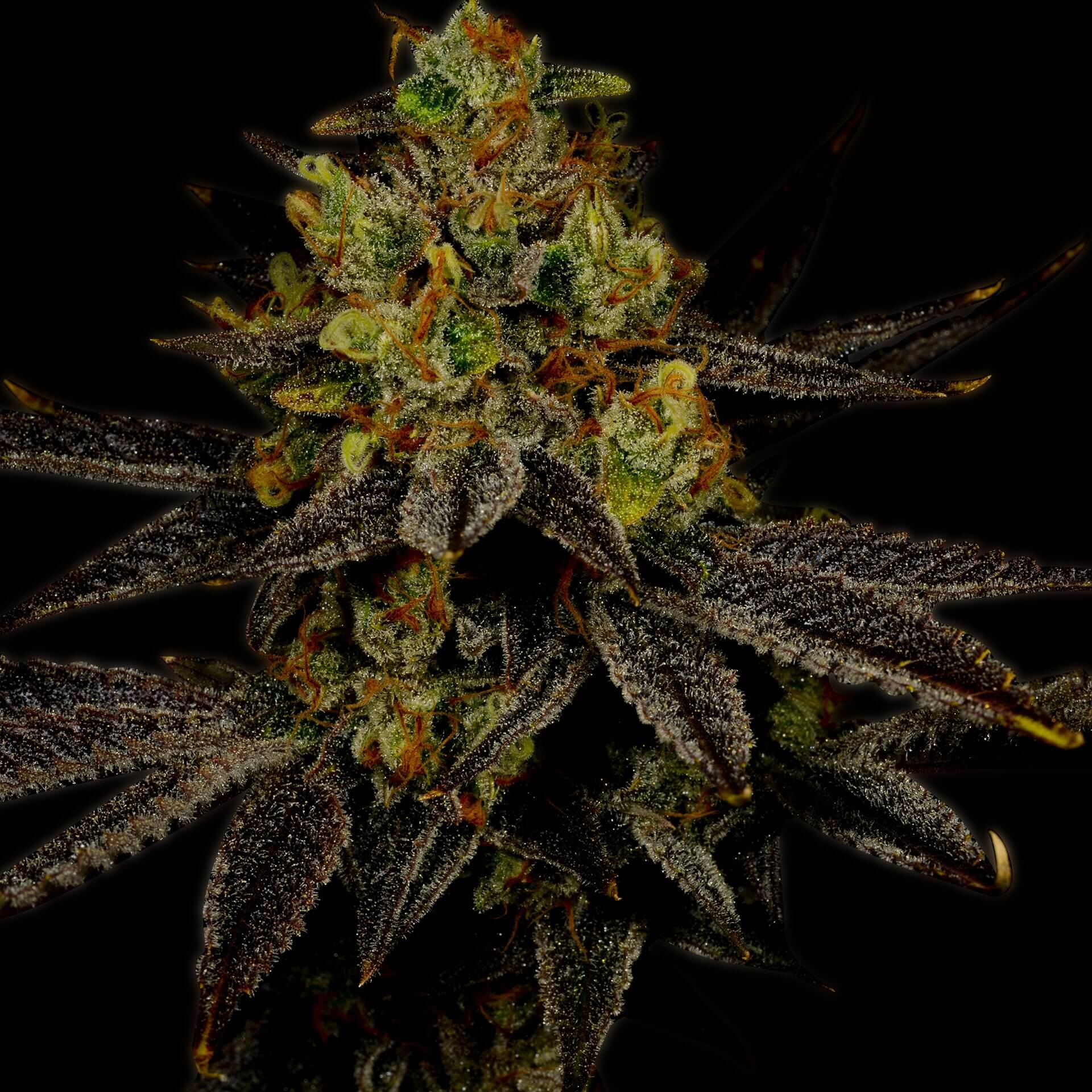 Gelato Feminized Cannabis Plant