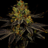 Gelato Feminized Cannabis Plant