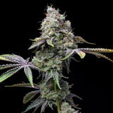 π Ghost OG Seeds (100% off)