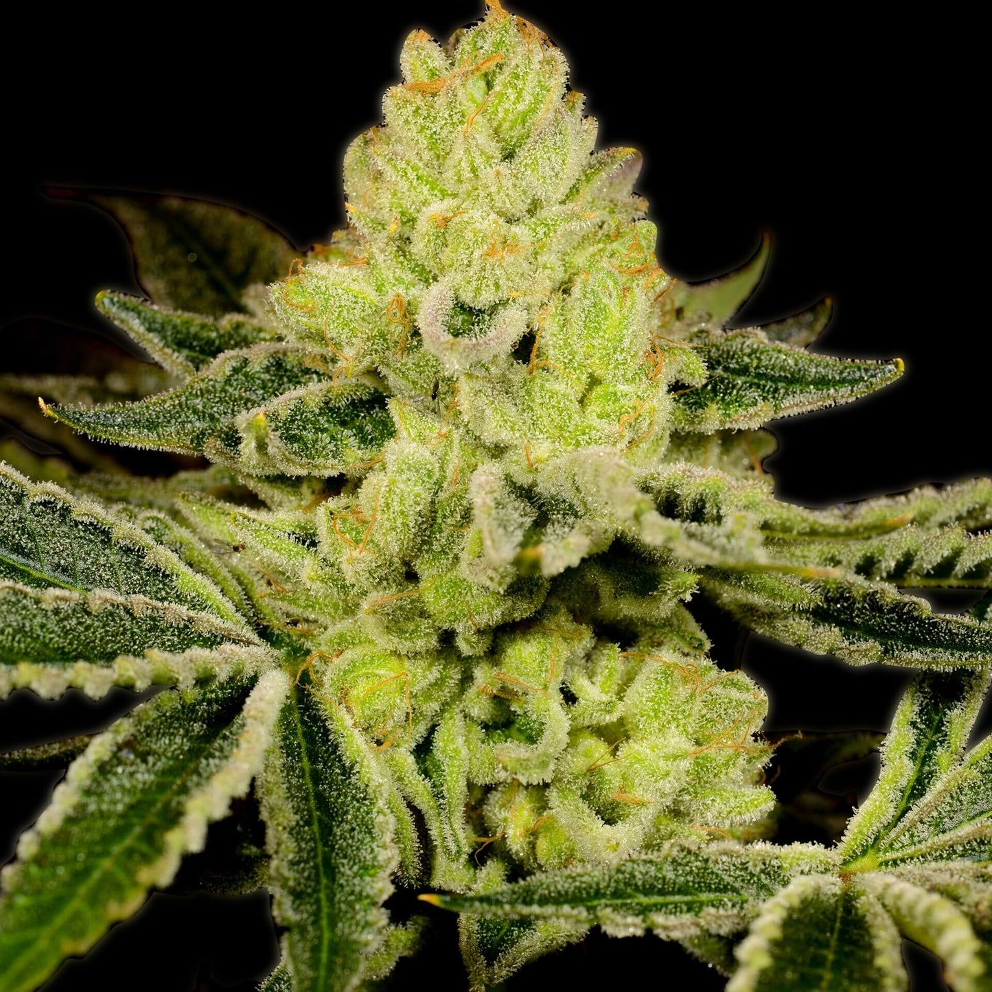 God Bud Feminized Cannabis Plant