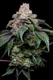 Godfather OG Plant