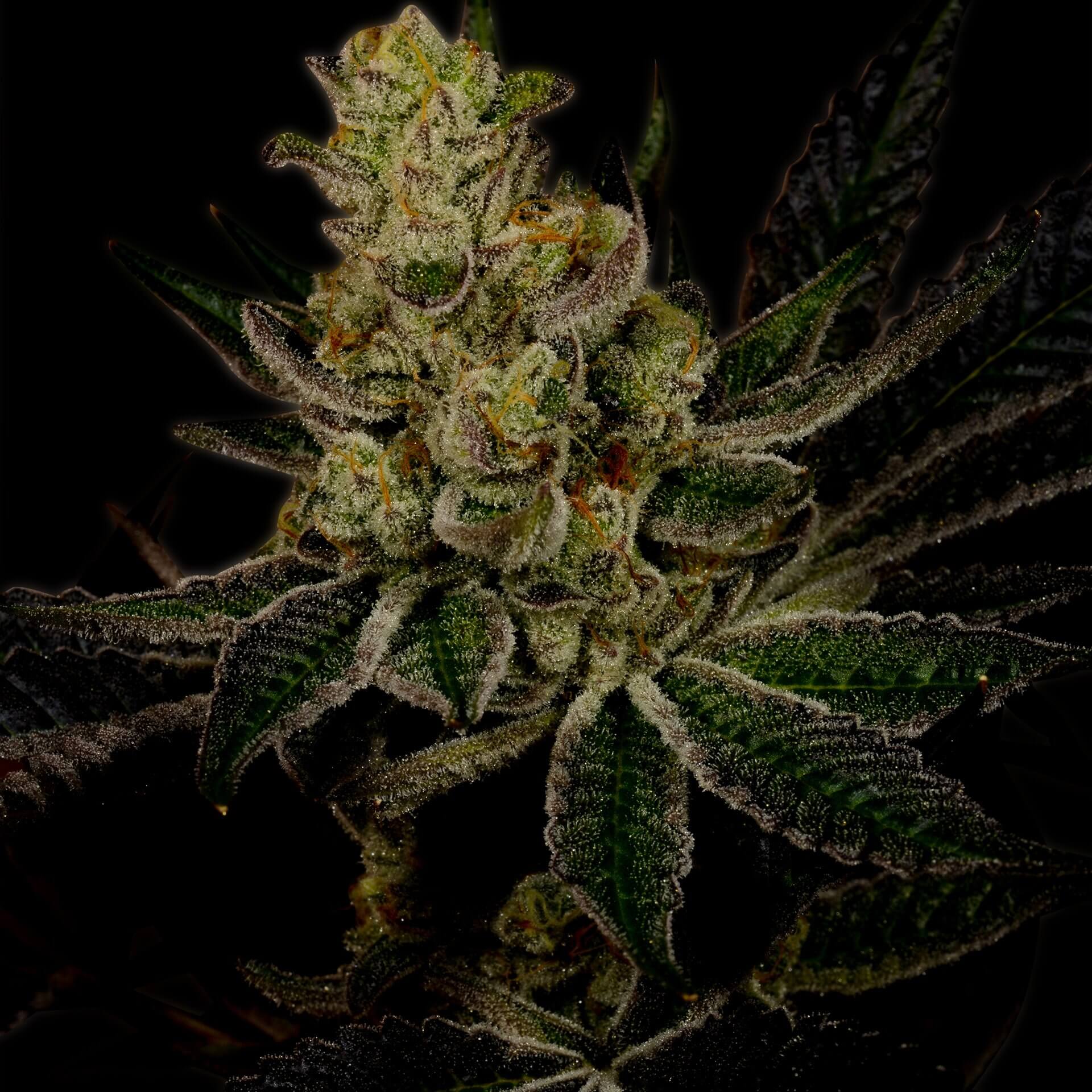 Gods Gift Feminized Cannabis Plant