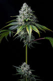 Golden Goat Seeds