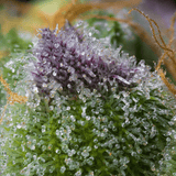 Gorilla Runtz Autoflower Plant