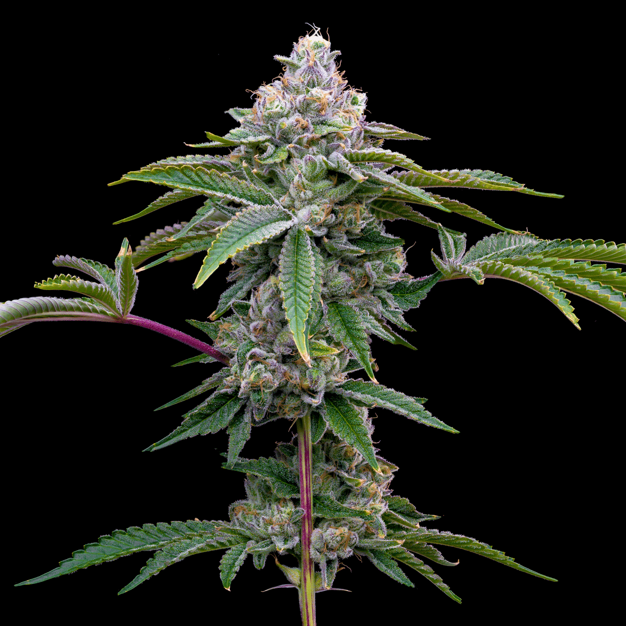 🎁 Gorilla Runtz Autoflower Seeds (100% off)