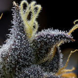 Granita autoflower trichome macro