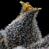 Granita Autoflower Weed