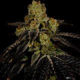 π Grape Ape Seeds (100% off)