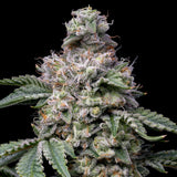 Grape Stomper Seeds