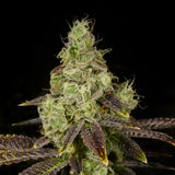 π Hella Jelly Seeds (100% off)