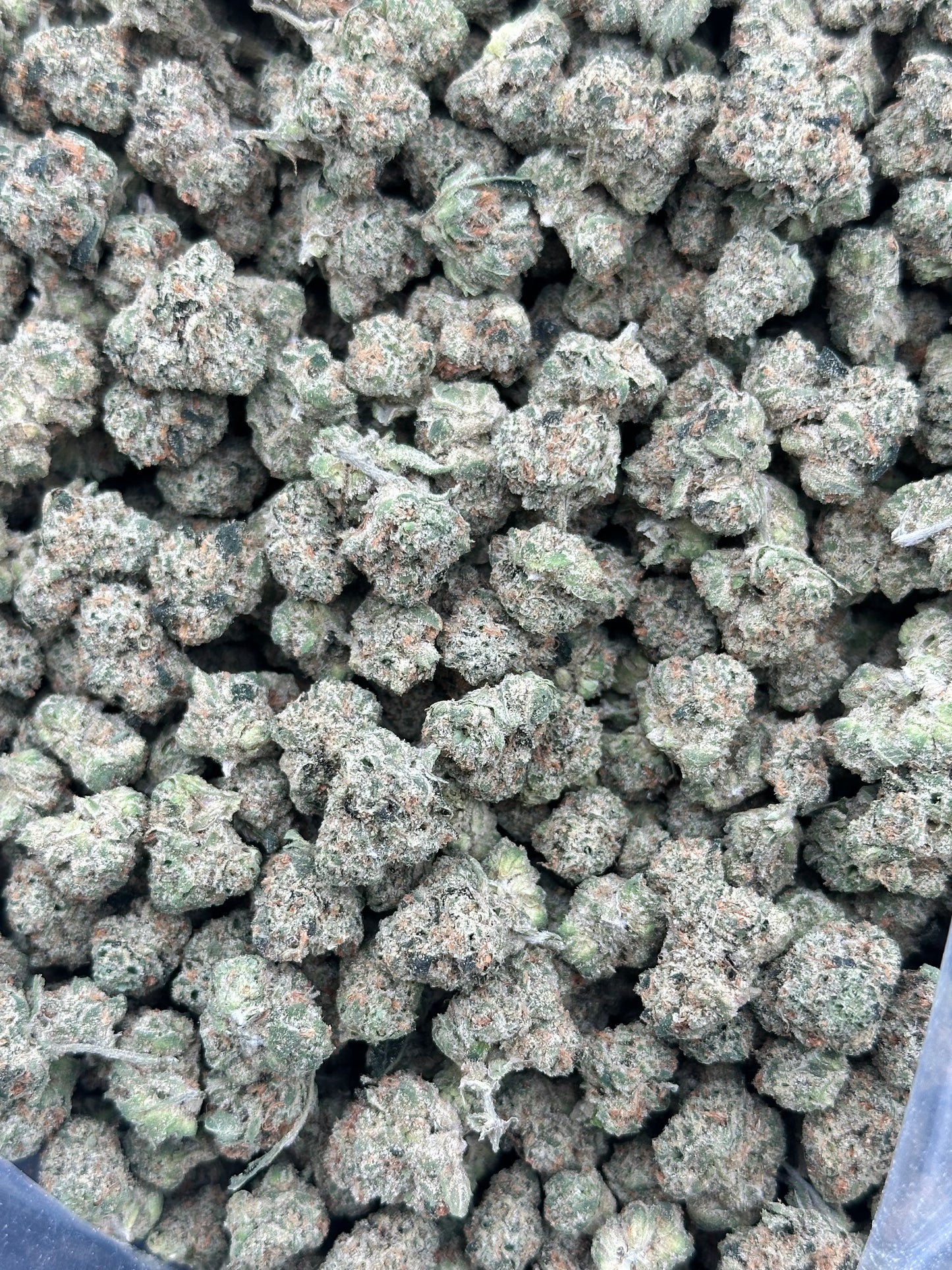 Bruce Banner THCA Flower (Budget)