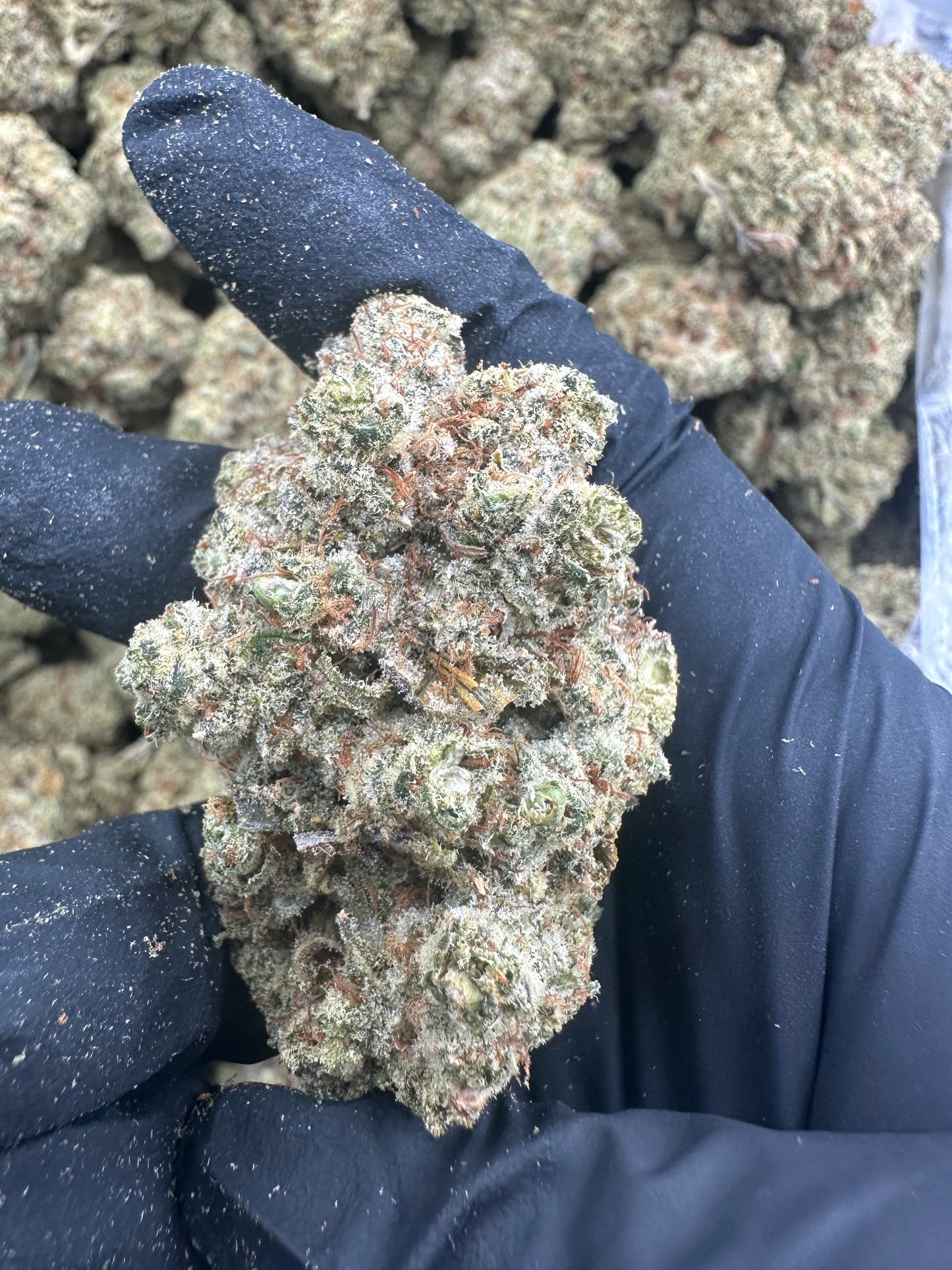 Durban Poison THCA Flower (Exotic)