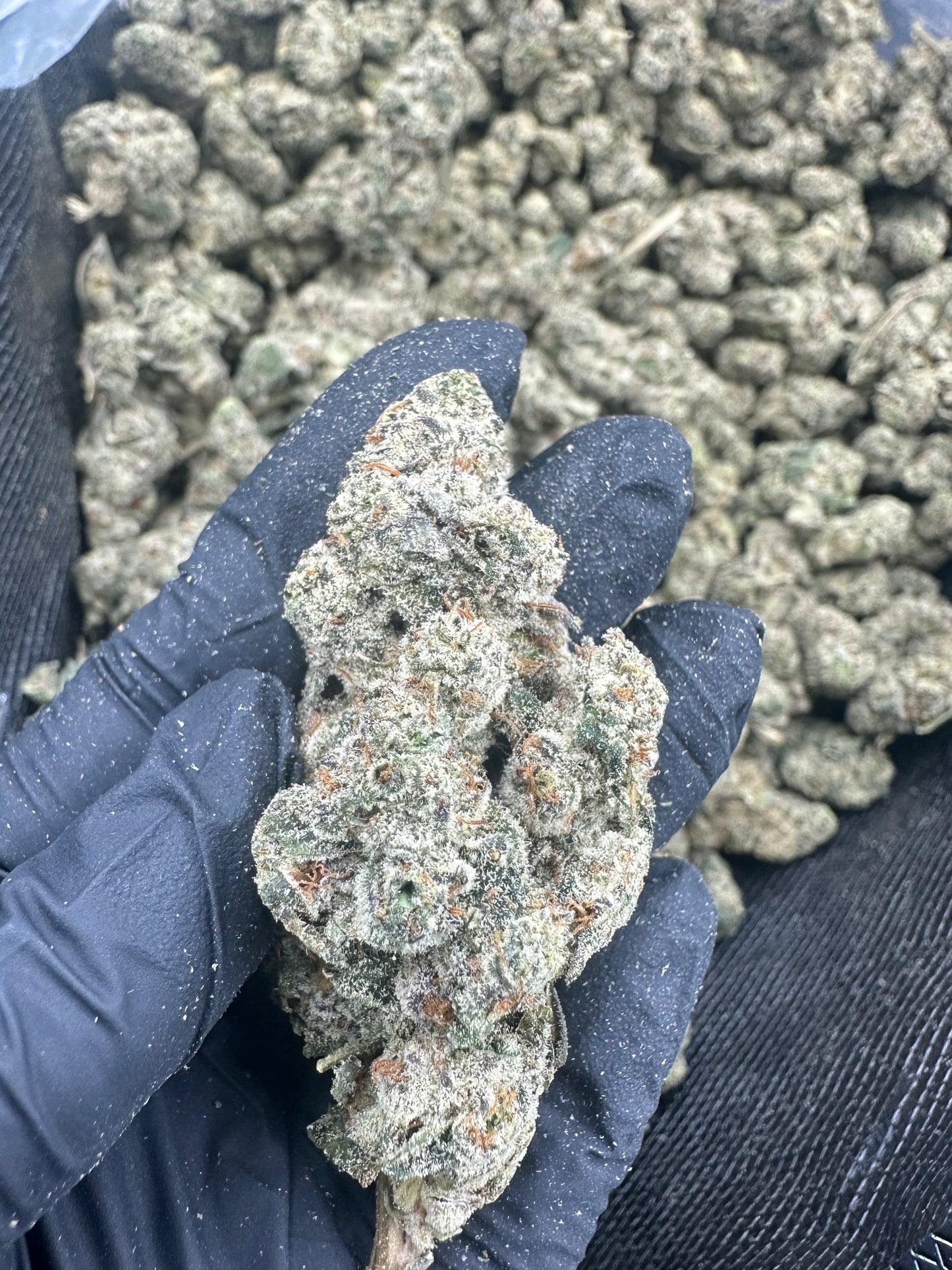 Applescotti THCA Flower (Premium)