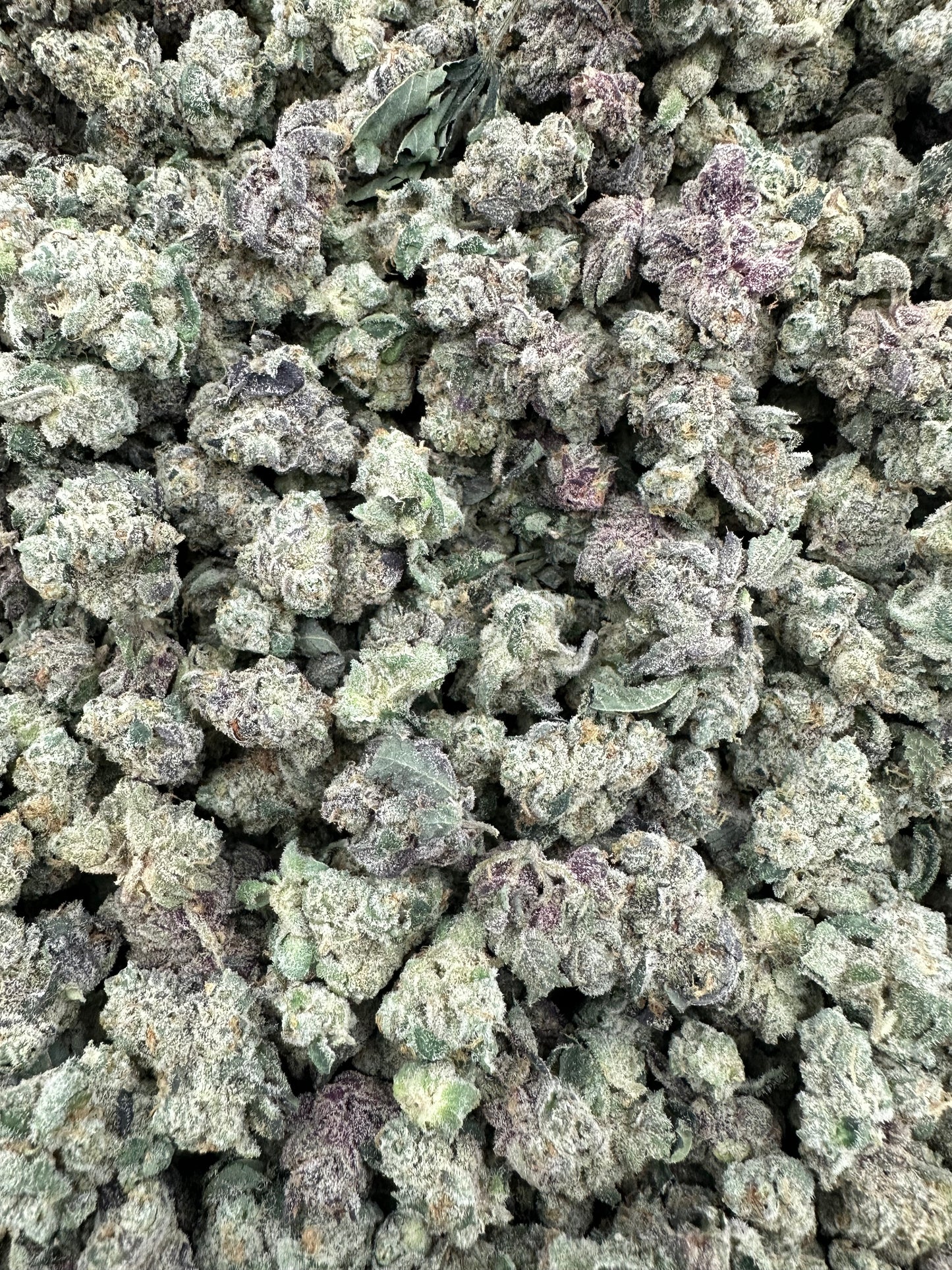 Cereal Milk THCA Flower (Budget)