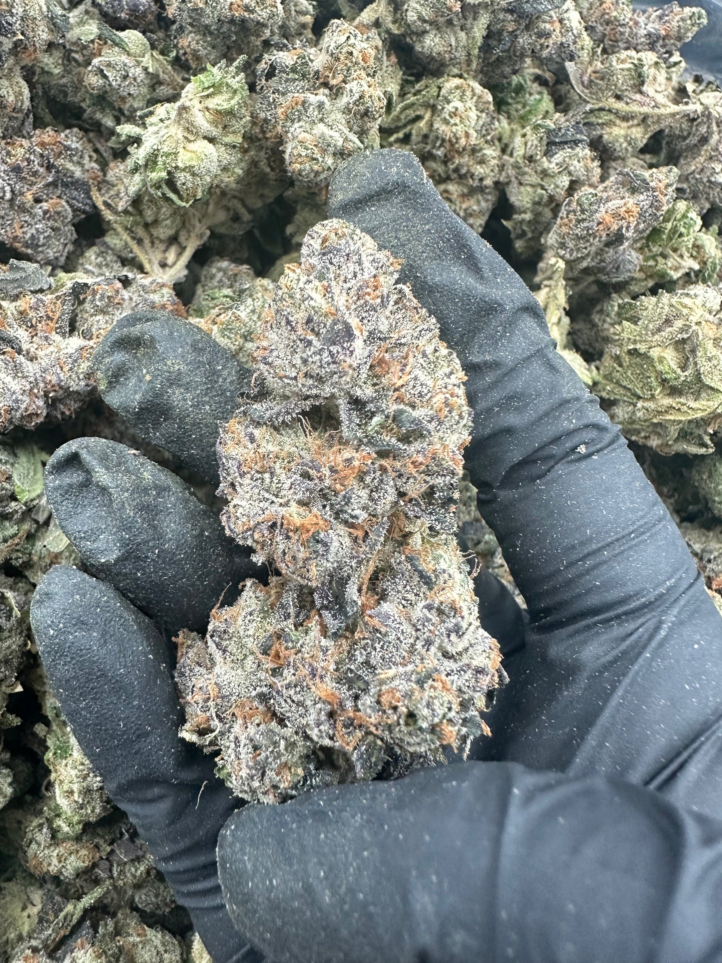 Blue Dream THCA Flower