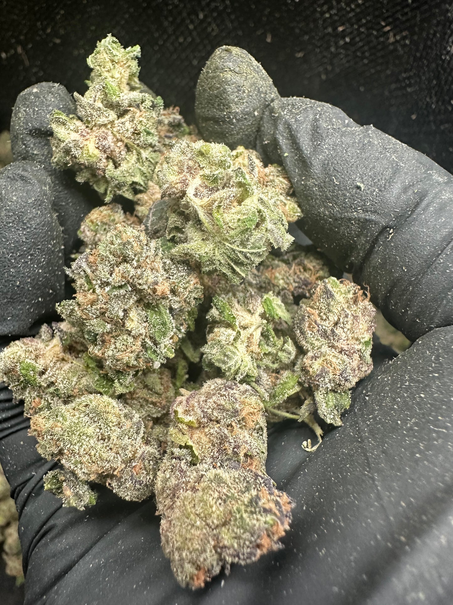 Purple Punch THCA Flower (Budget)