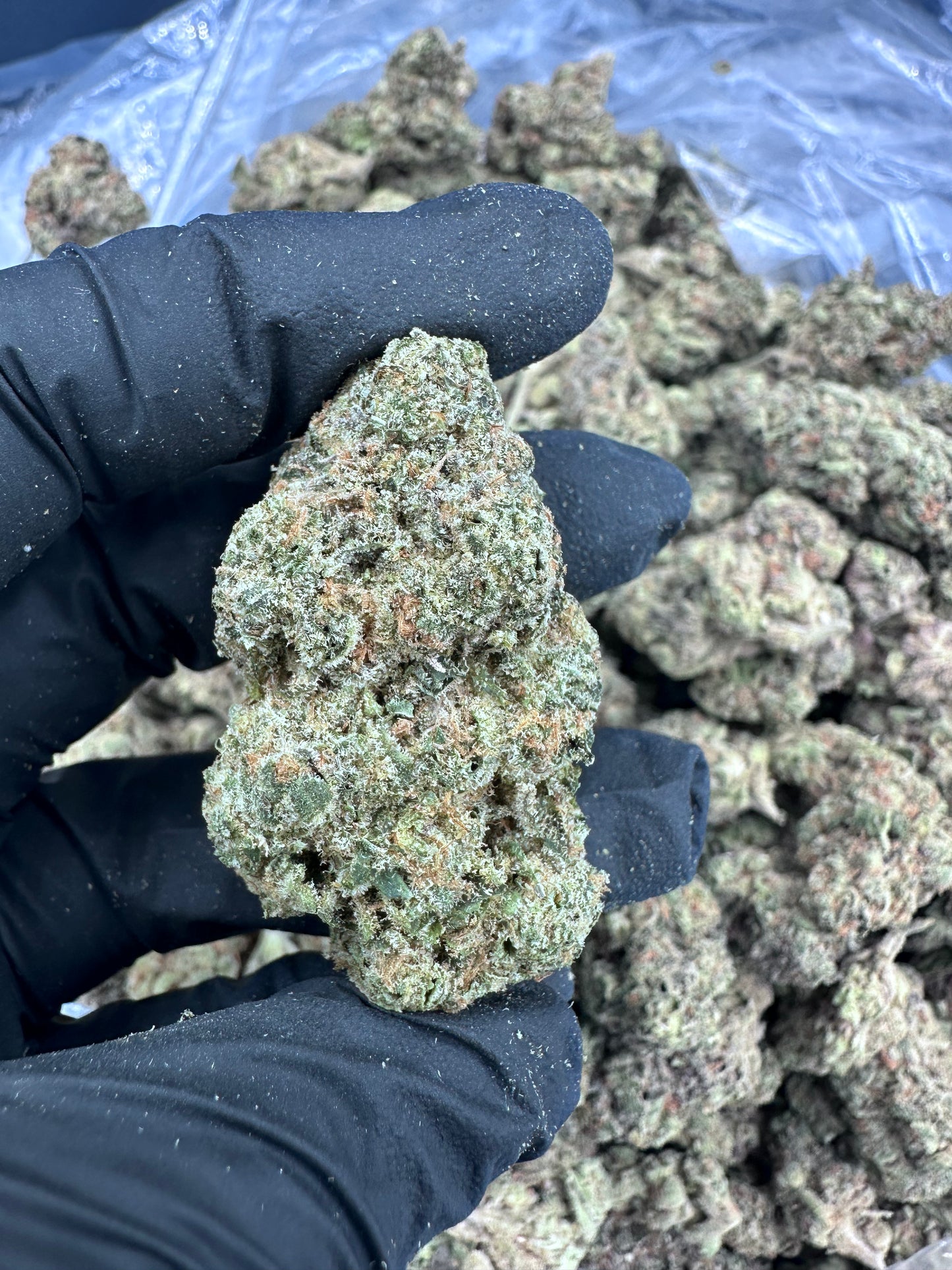 Cookie Bundle - Cookie Chip & Girl Scout Cookies THCA Flower