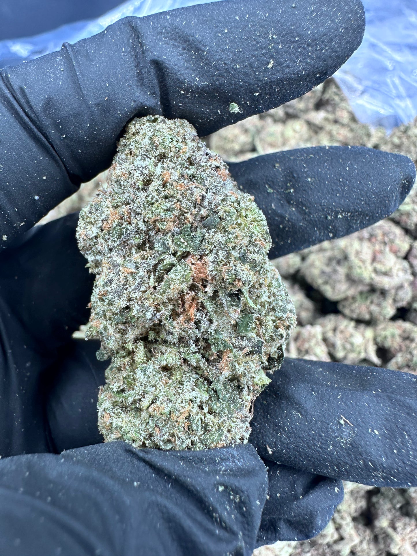 Girl Scout Cookies THCA Flower