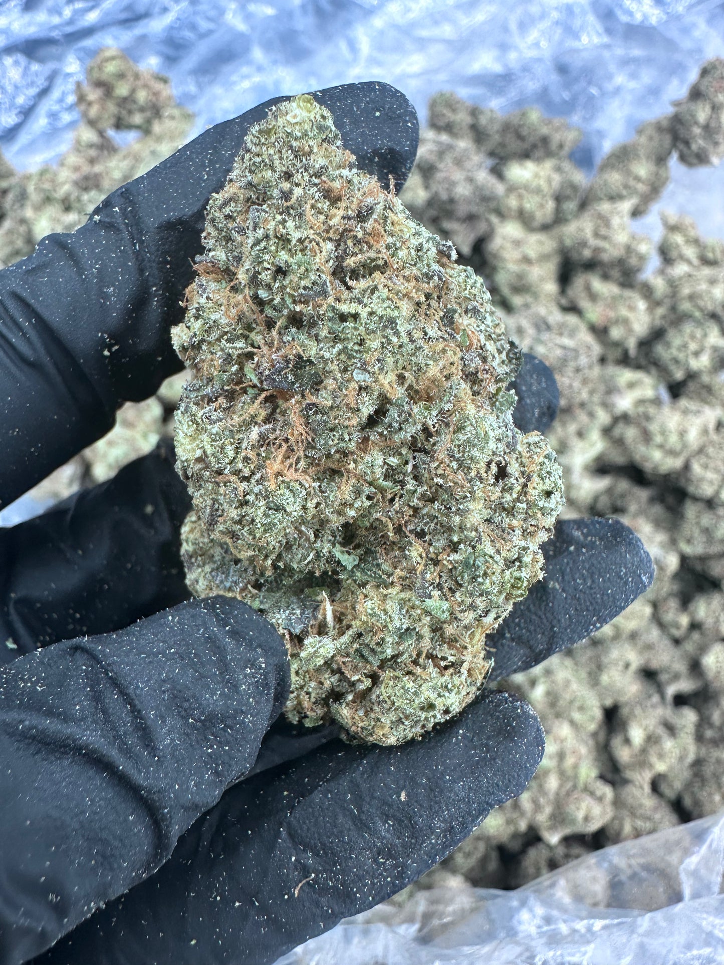 BOGO Biscotti (Premium) THCA Flower