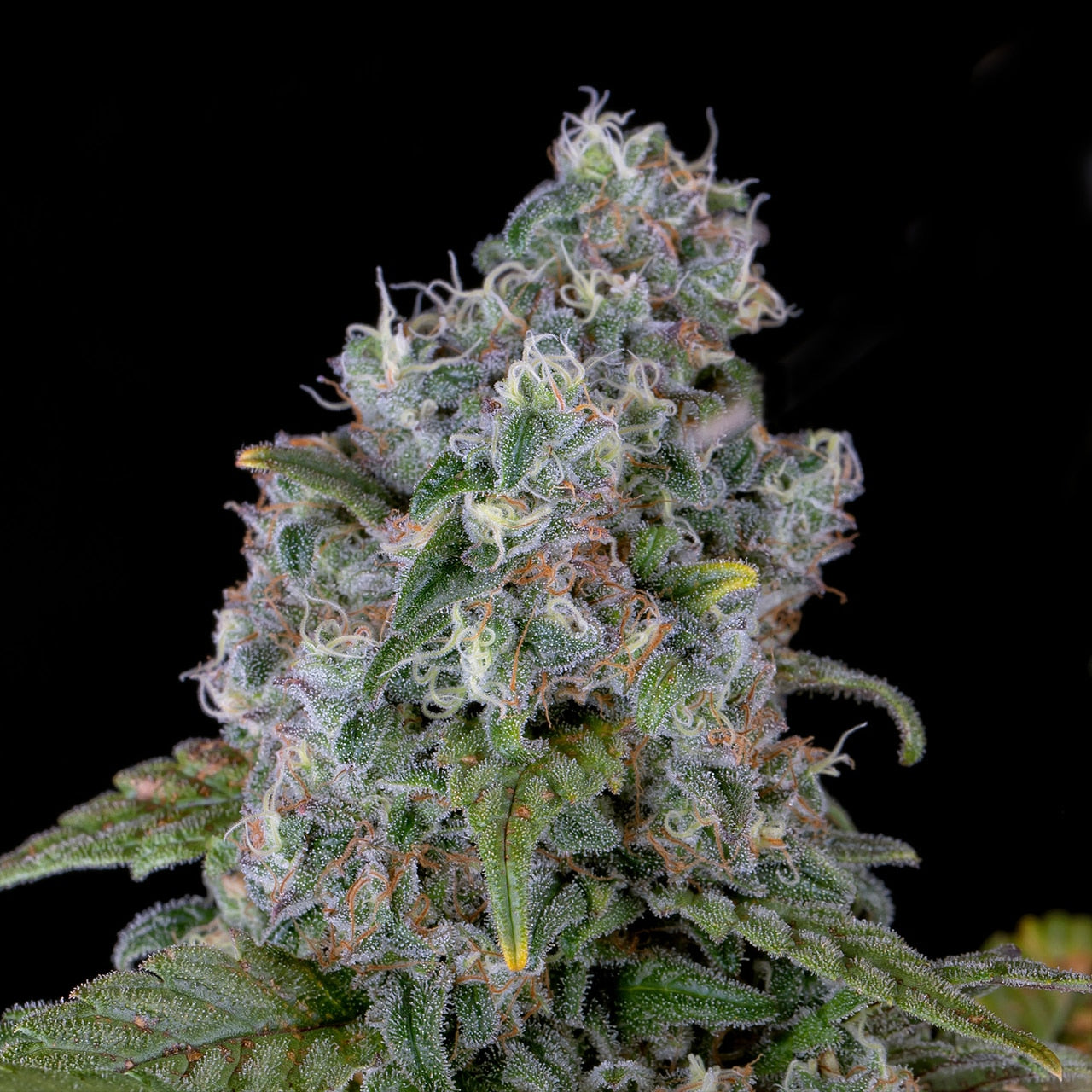 Ice Cream Cake Seeds