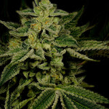 Jack Herer Feminized Cannabis Plant