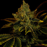 King Louis Autoflower Cannabis Plant