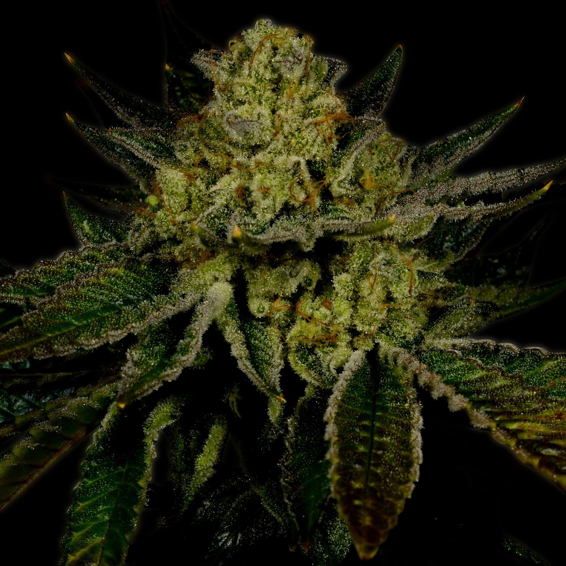 Kosher Kush Feminized Cannabis Plant
