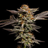 LA Kush Cake Seeds