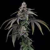 Lemon Cherry Dolato Autoflower Plant